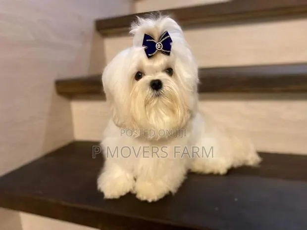 1-3 months Male Purebred Maltese · Photo 1
