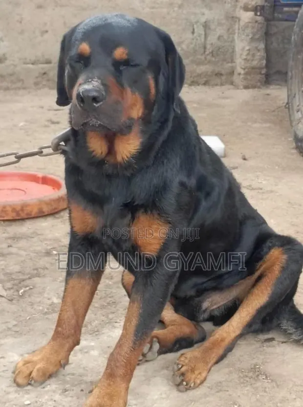 6-12 months Male Purebred Rottweiler · Photo 1