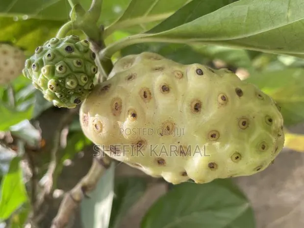Noni Fruits and Seedlings · Photo 1