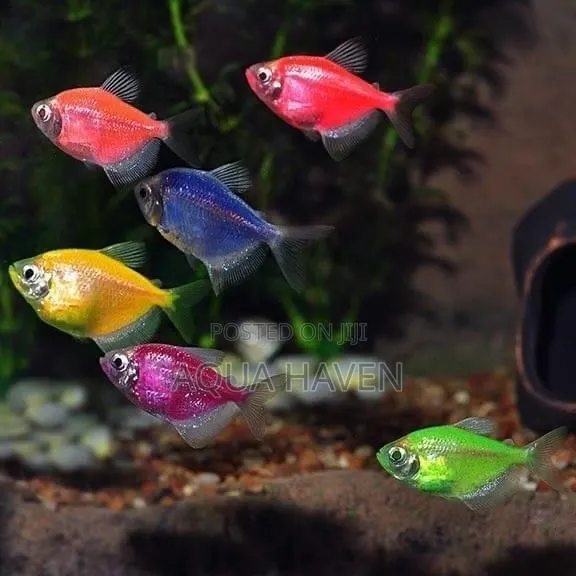 Glo Tetras Fishes · Photo 1