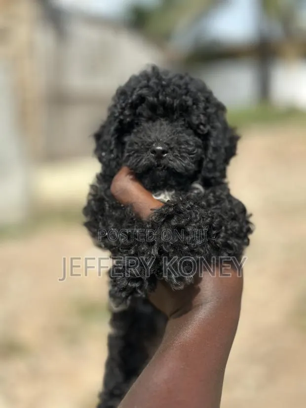 1-3 months Female Purebred Poodle · Photo 1