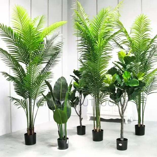 Flower Plant For Sale · Photo 1