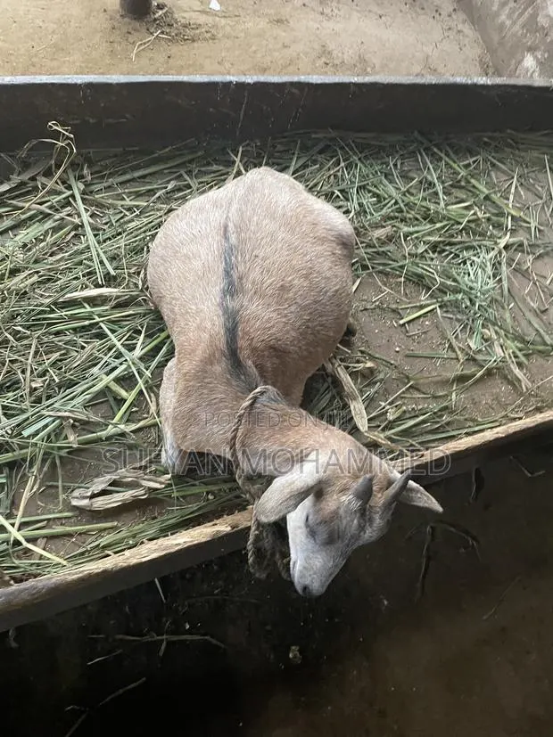 Delicious Goat Meat · Photo 1