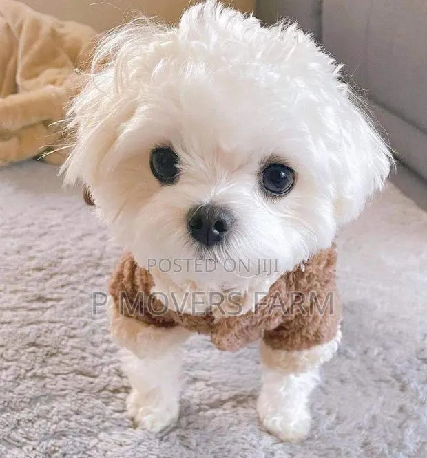 1-3 months Male Purebred Maltese · Photo 1