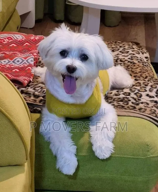 1-3 months Male Purebred Maltese · Photo 1