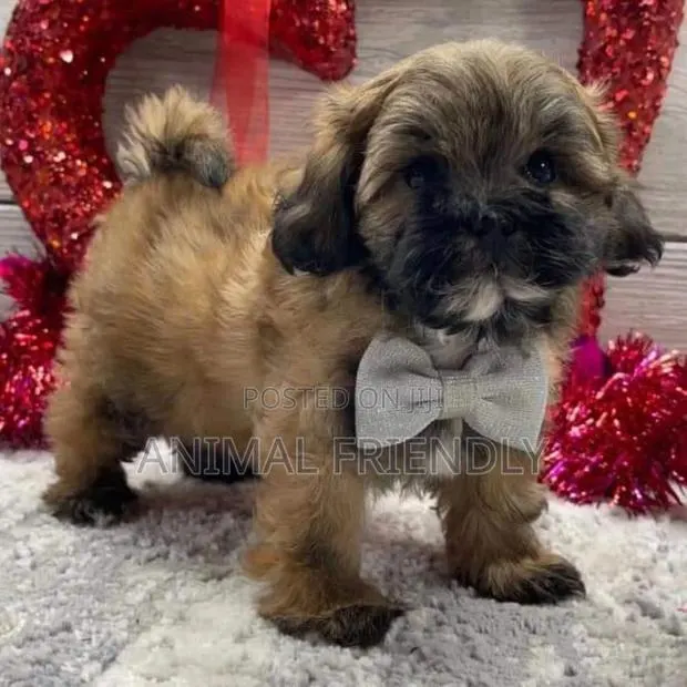 1-3 months Female Mixed Breed Poodle · Photo 1