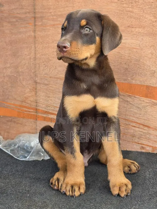 1-3 months Female Purebred Doberman Pinscher · Photo 1