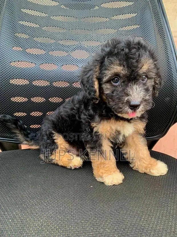 1-3 months Male Purebred Poodle · Photo 1
