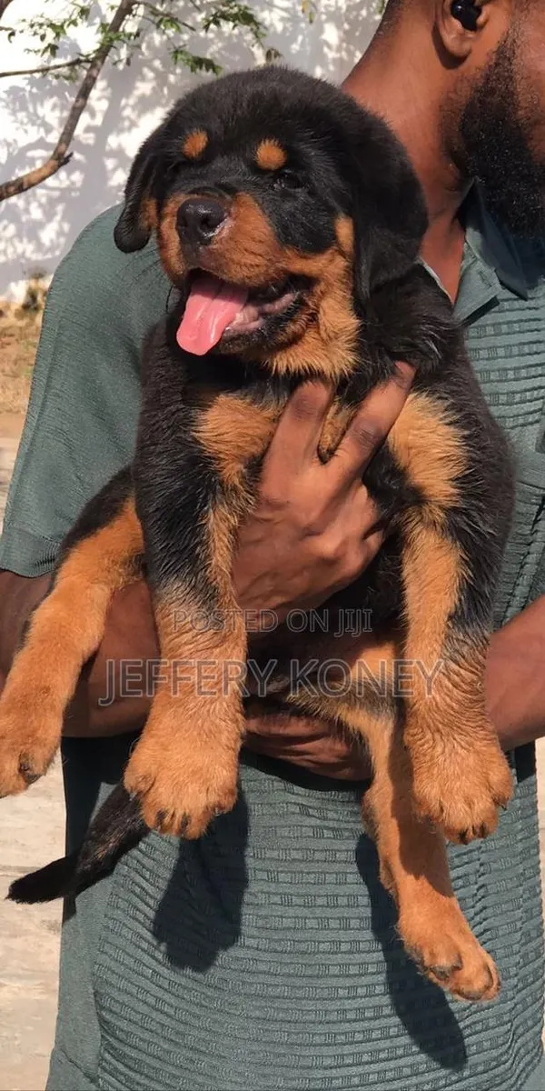 1-3 months Male Purebred Rottweiler · Photo 1