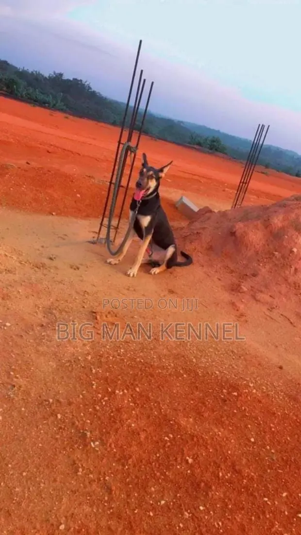 1+ year Male Purebred German Shepherd · Photo 1