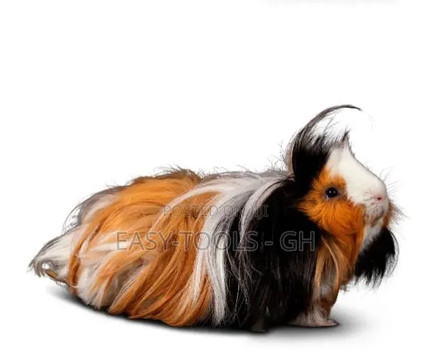 Guinea Pig Sheba Sh · Photo 1