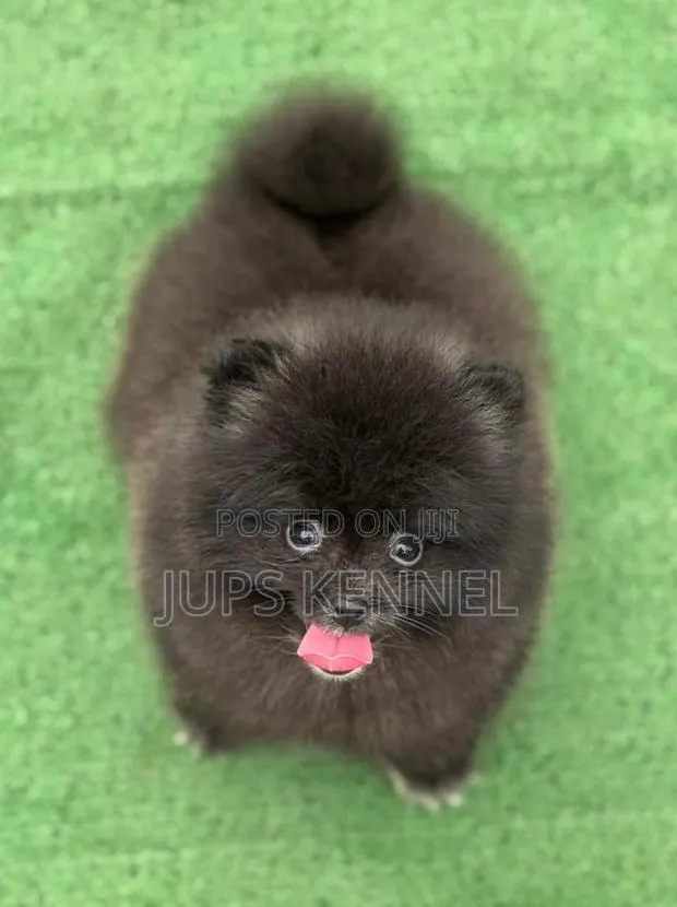 1-3 months Male Purebred Pomeranian · Photo 1