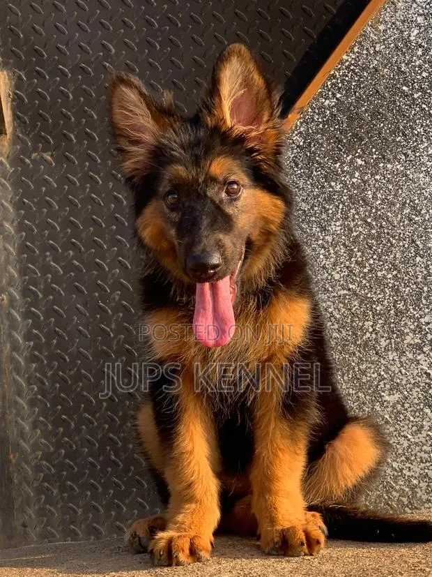 1-3 months Female Purebred German Shepherd · Photo 1