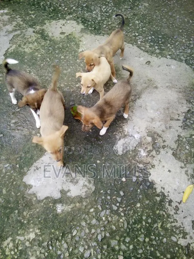 1-3 months Male Purebred Dog · Photo 1