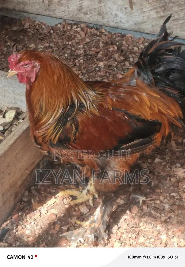 Brahma Chicken · Photo 1