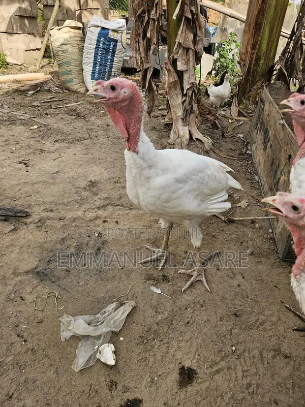 Turkey for Sale