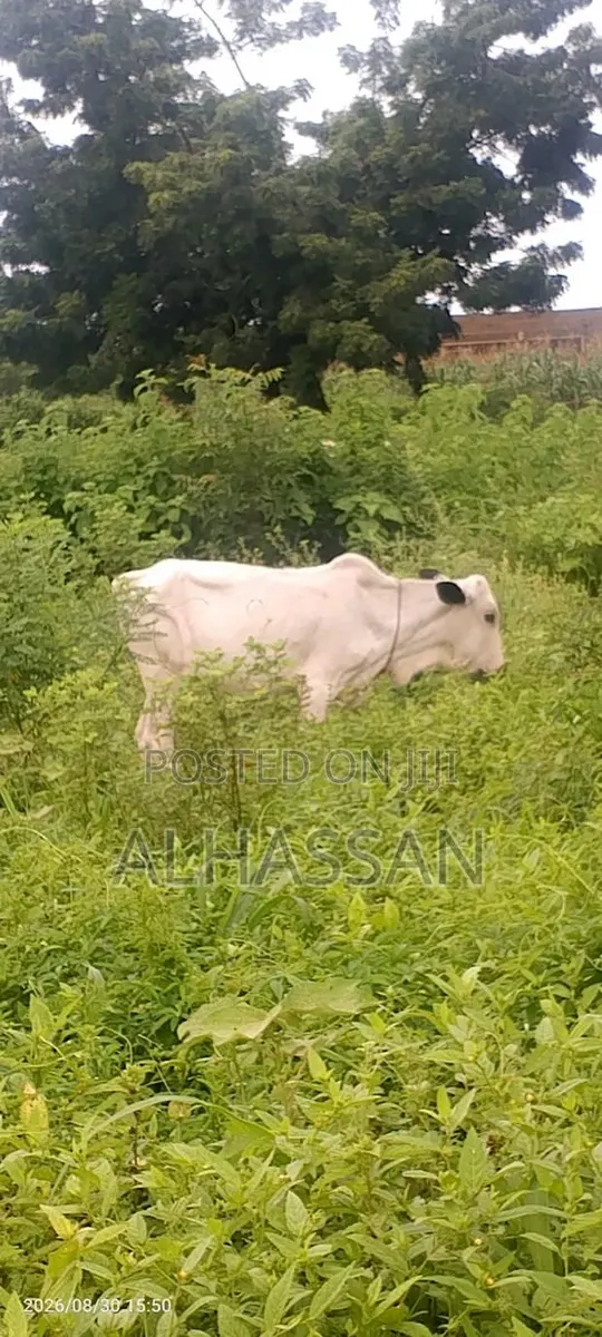 Farm Animals (Crows) · Photo 1