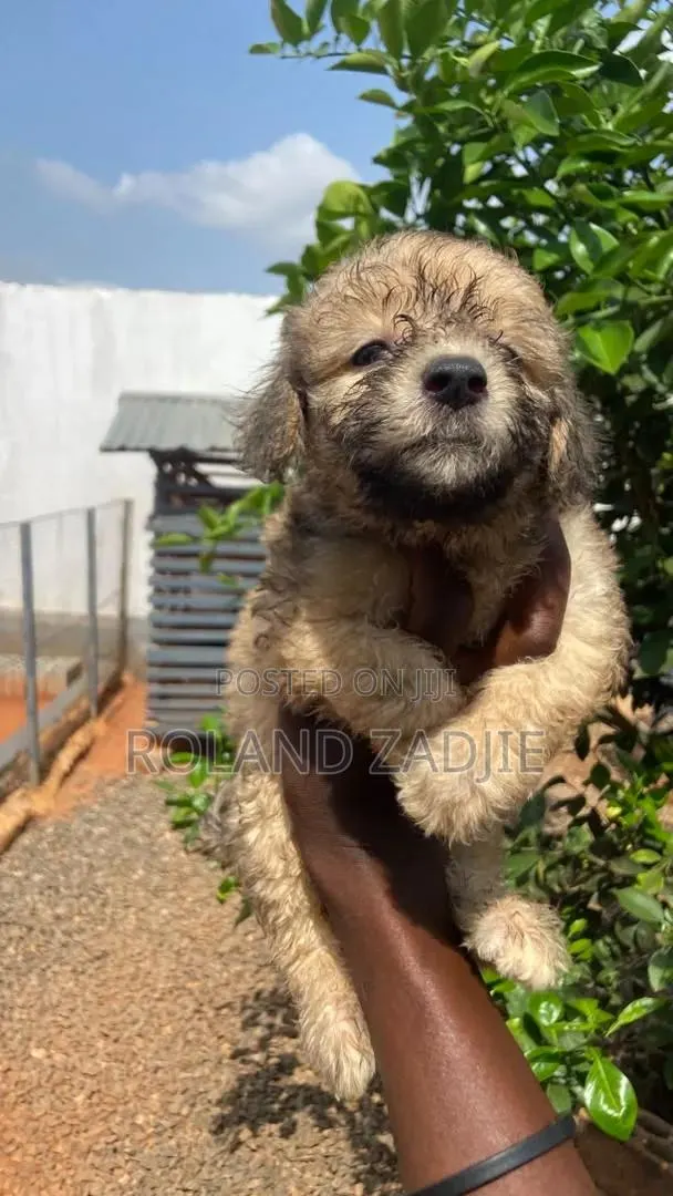 1-3 months Female Purebred Poodle · Photo 1