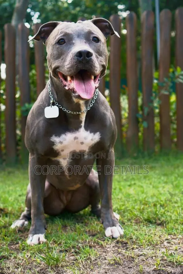 6-12 months Male Purebred American Pit Bull Terrier · Photo 1