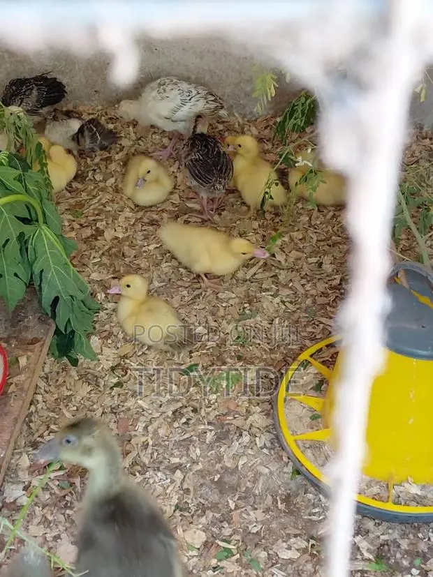 French Muscovy Ducklings · Photo 1