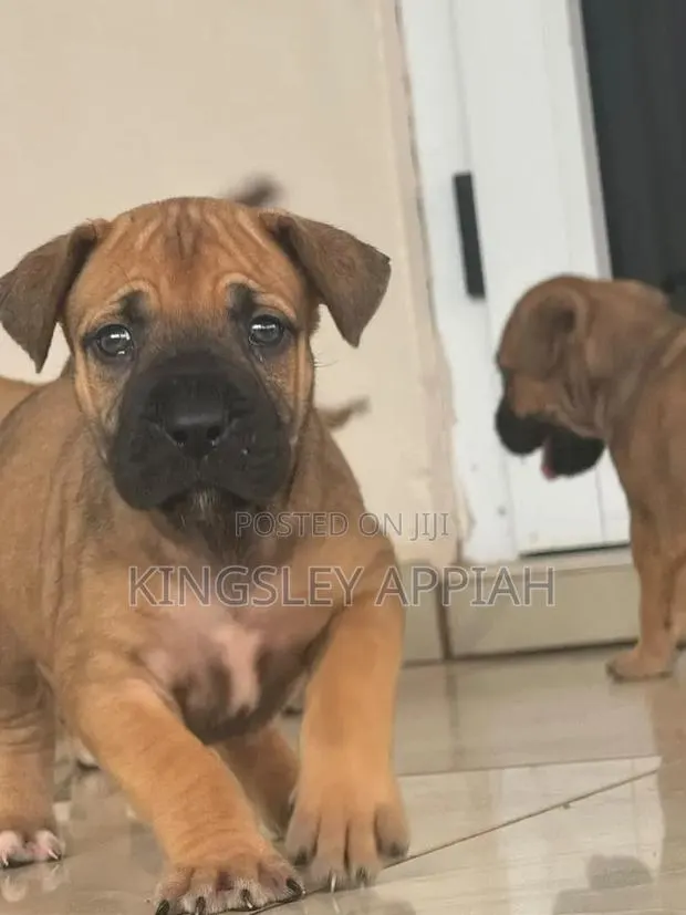 1-3 months Female Purebred Boerboel · Photo 1