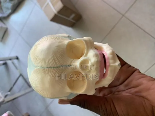 Human Skull · Photo 1