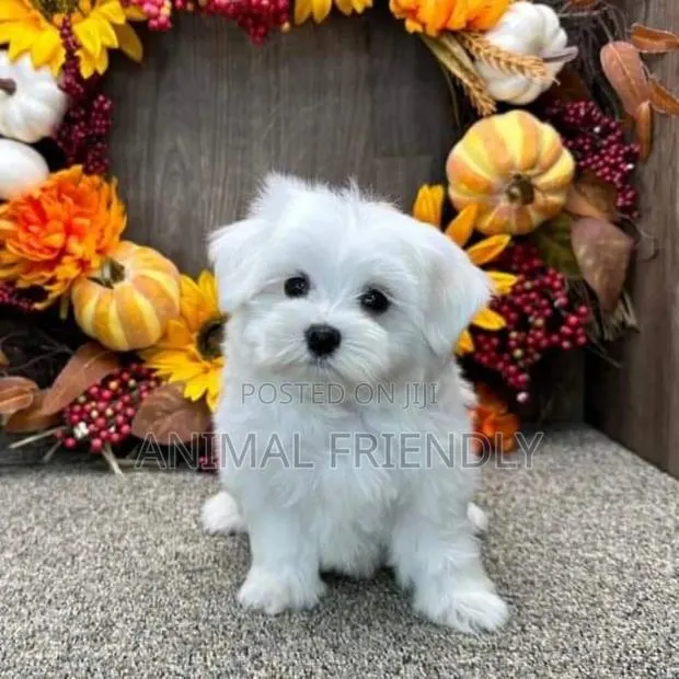 1-3 months Female Purebred Poodle · Photo 1