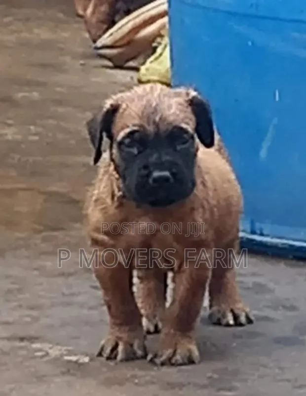 1-3 months Male Purebred Boerboel · Photo 1