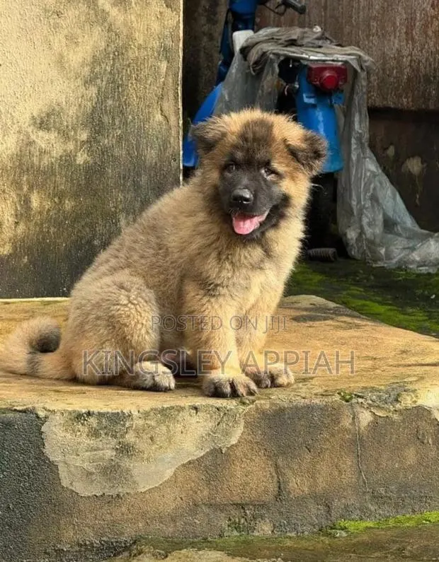 1-3 months Male Purebred Caucasian Shepherd · Photo 1