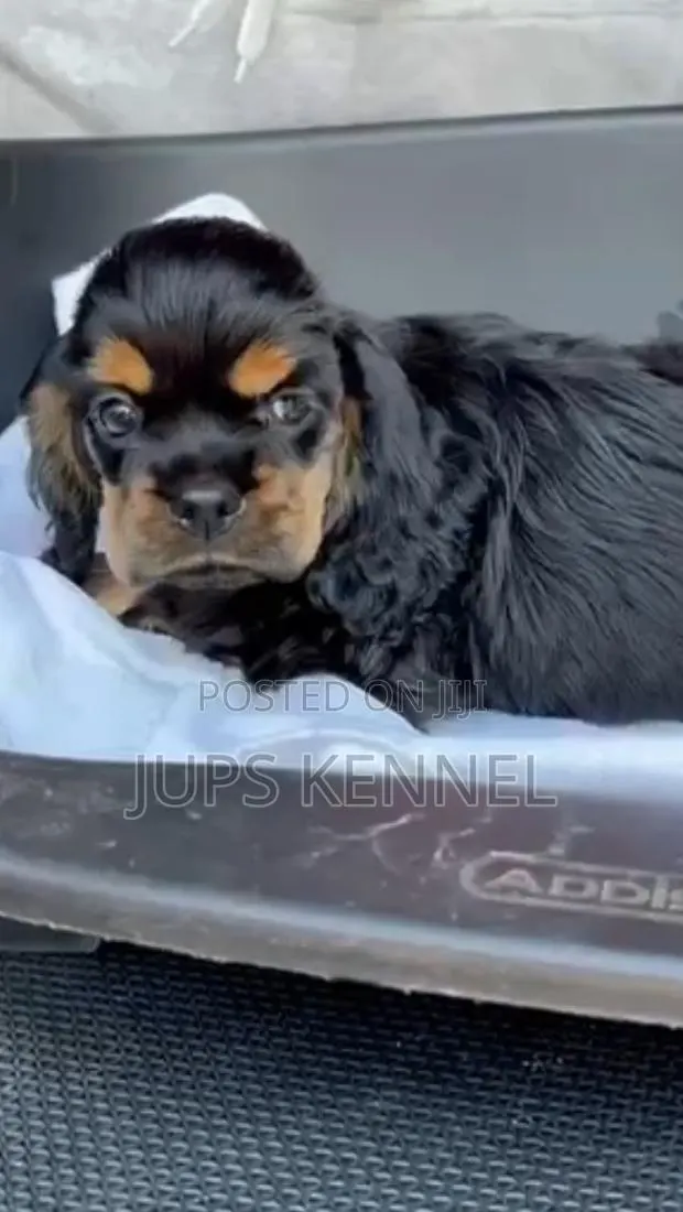 1-3 months Female Purebred Cocker Spaniel · Photo 1