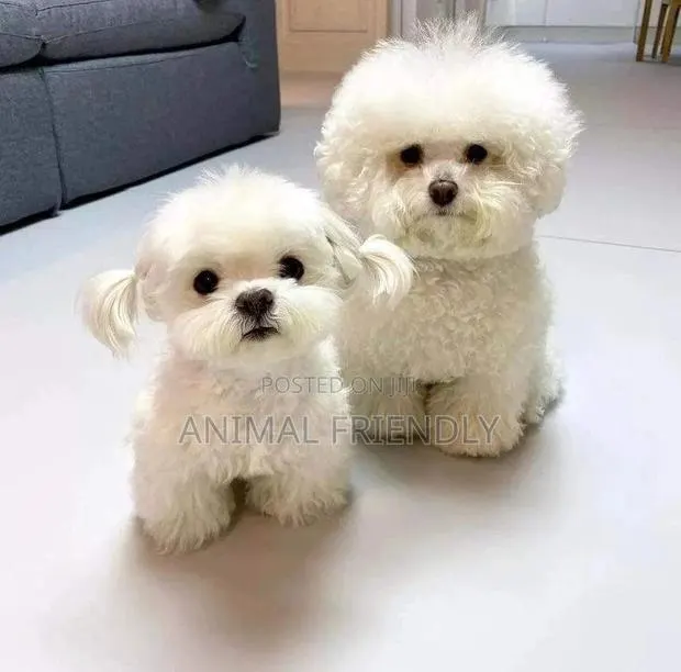 1-3 months Male Purebred Poodle · Photo 1