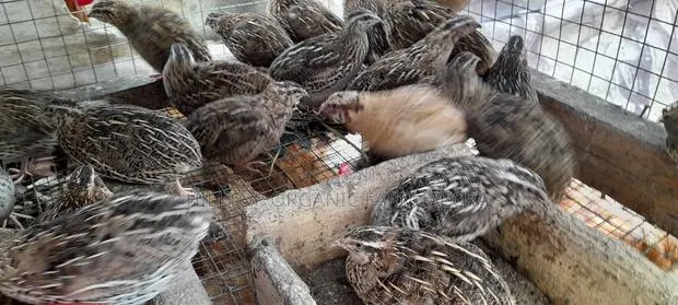 Quail Chicks and Fertile/Hatchanle Eggs Available for Sale · Photo 1