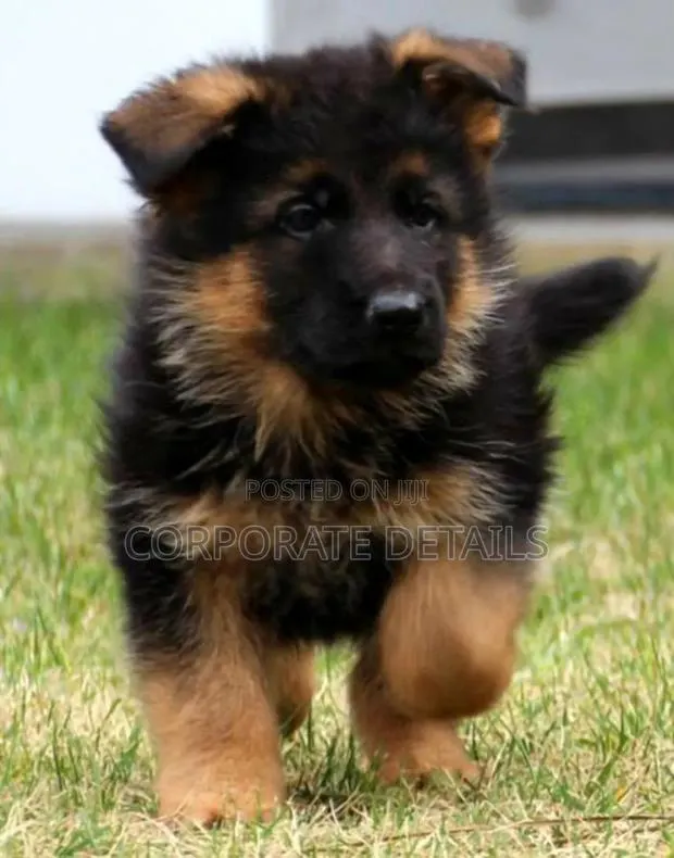 1-3 months Male Purebred German Shepherd · Photo 1