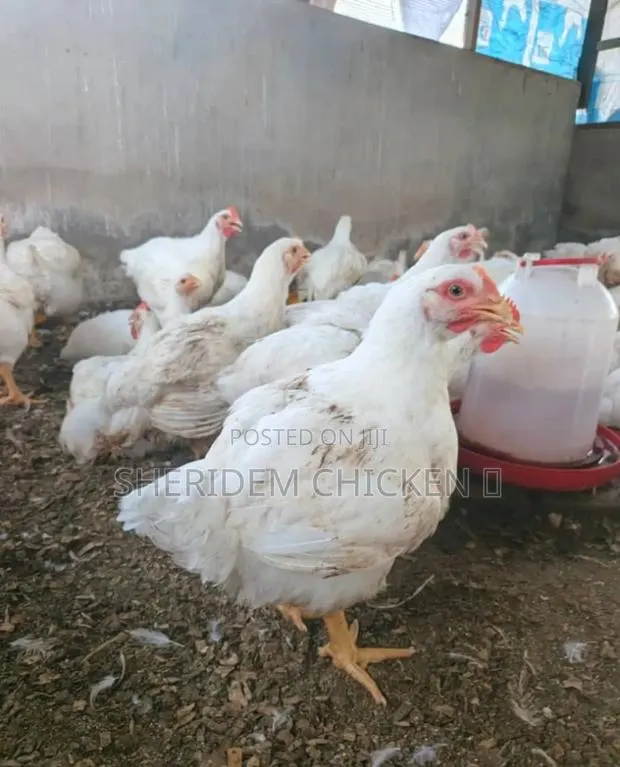 Matured Broilers Hot Sale · Photo 1