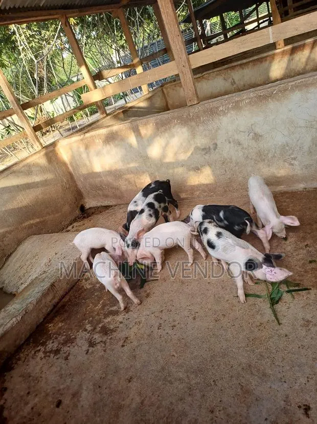 Pigs for Sale · Photo 1