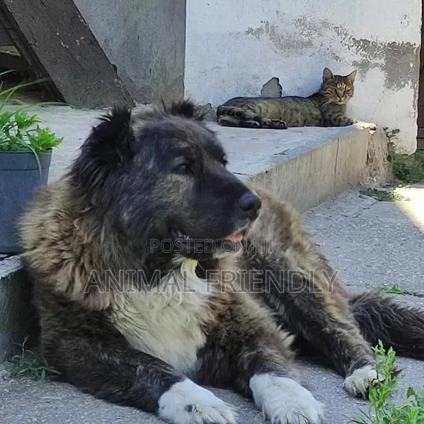 1-3 months Male Purebred Caucasian Shepherd · Photo 1