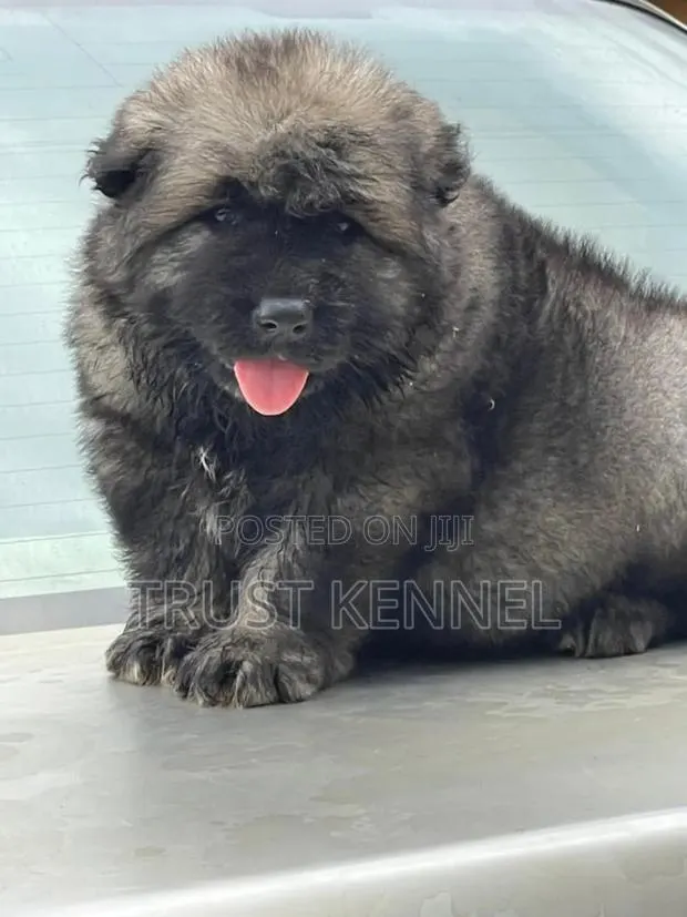 1-3 months Male Purebred Caucasian Shepherd · Photo 1