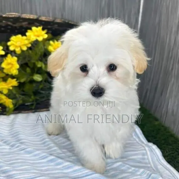 1-3 months Male Purebred Maltese · Photo 1