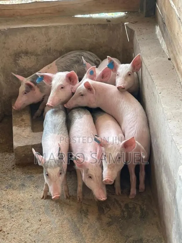 Piglet for Sell · Photo 1