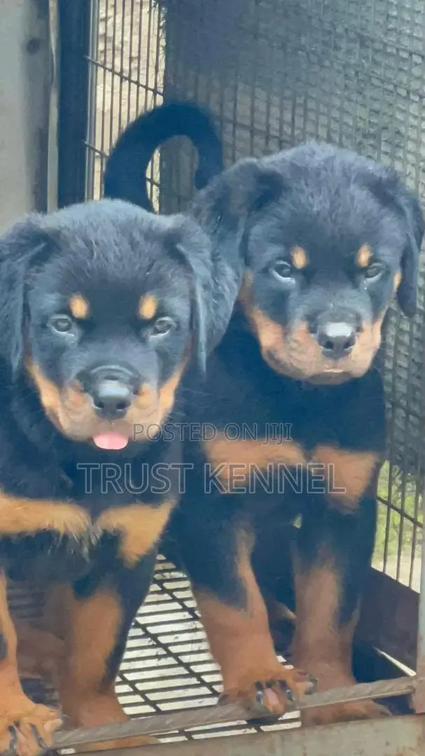 1-3 months Male Purebred Rottweiler · Photo 1