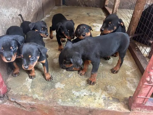 1-3 months Female Purebred Rottweiler · Photo 1