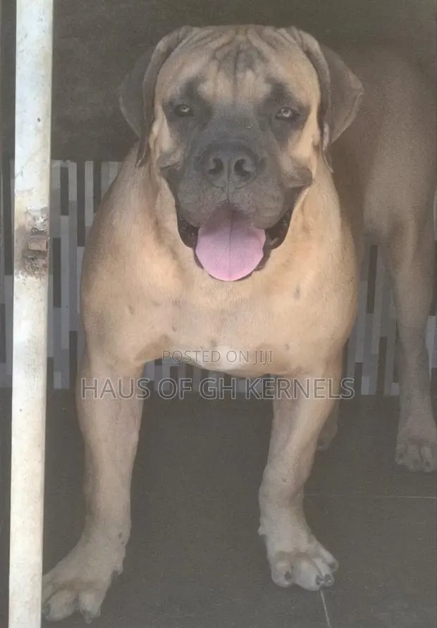 6-12 months Male Purebred Boerboel · Photo 1
