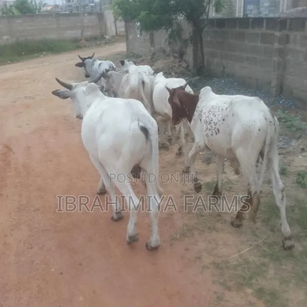 Cows Available · Photo 1