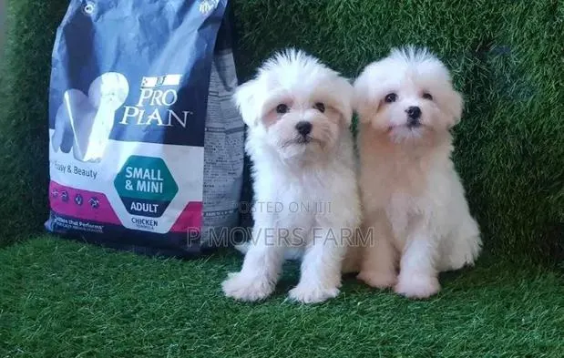 1-3 months Male Purebred Maltese · Photo 1