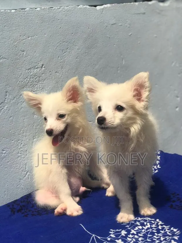 1-3 months Female Purebred American Eskimo · Photo 1