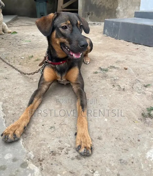 6-12 months Female Purebred Doberman Pinscher · Photo 1