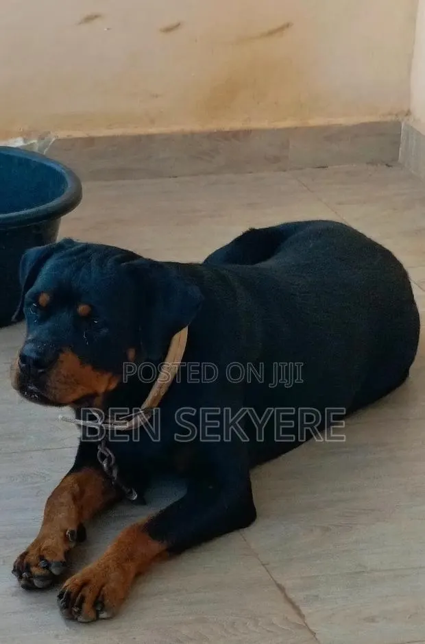 1+ year Female Purebred Rottweiler · Photo 2