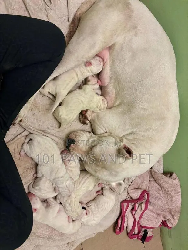 1-3 months Male Purebred Dogo Argentino · Photo 1
