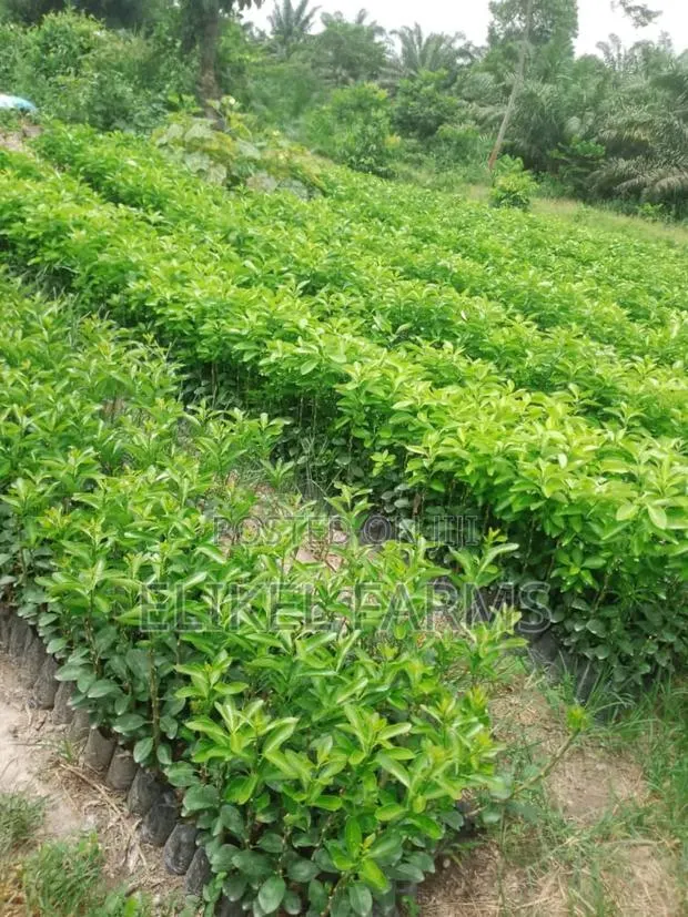 Grafted Orange, Tangerine, Lemon, Lime Seedlings for Sale · Photo 1