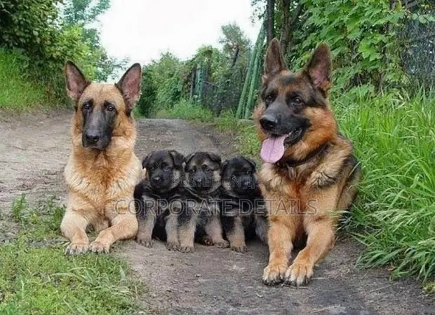 1-3 months Male Purebred German Shepherd · Photo 1